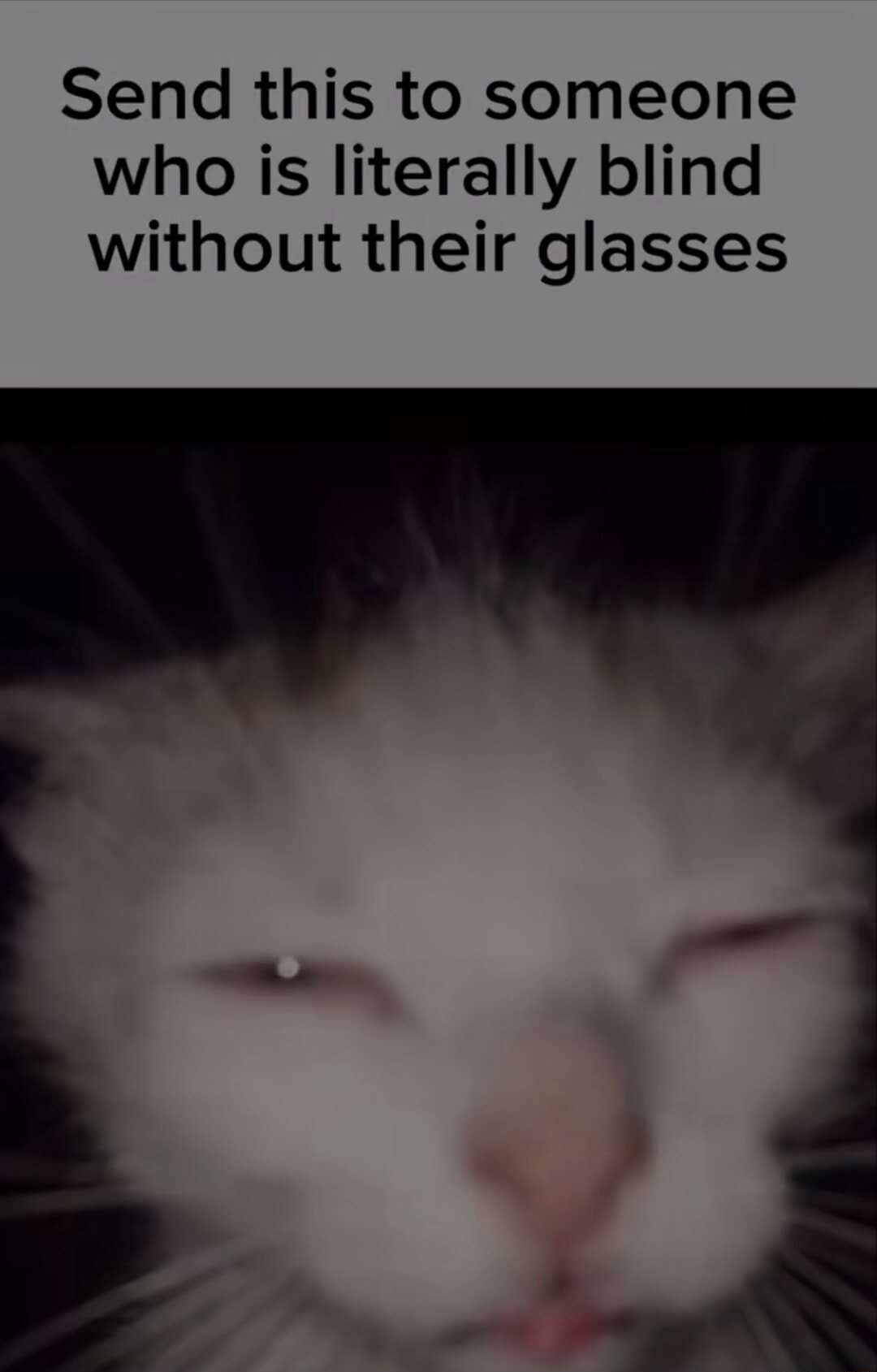 Cat Memes