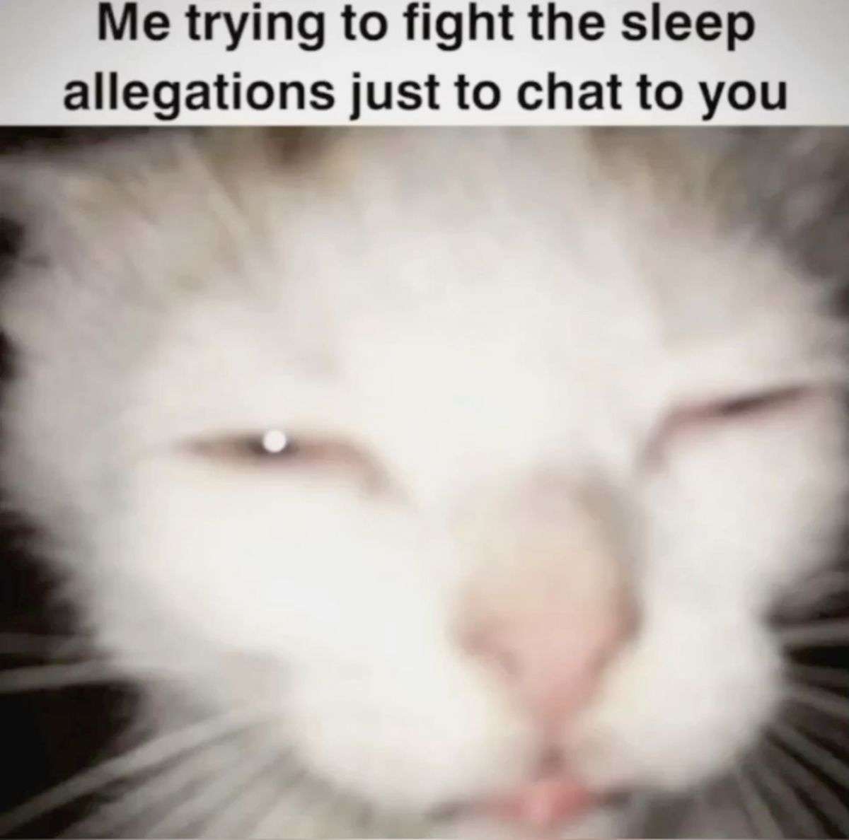 Cat Memes
