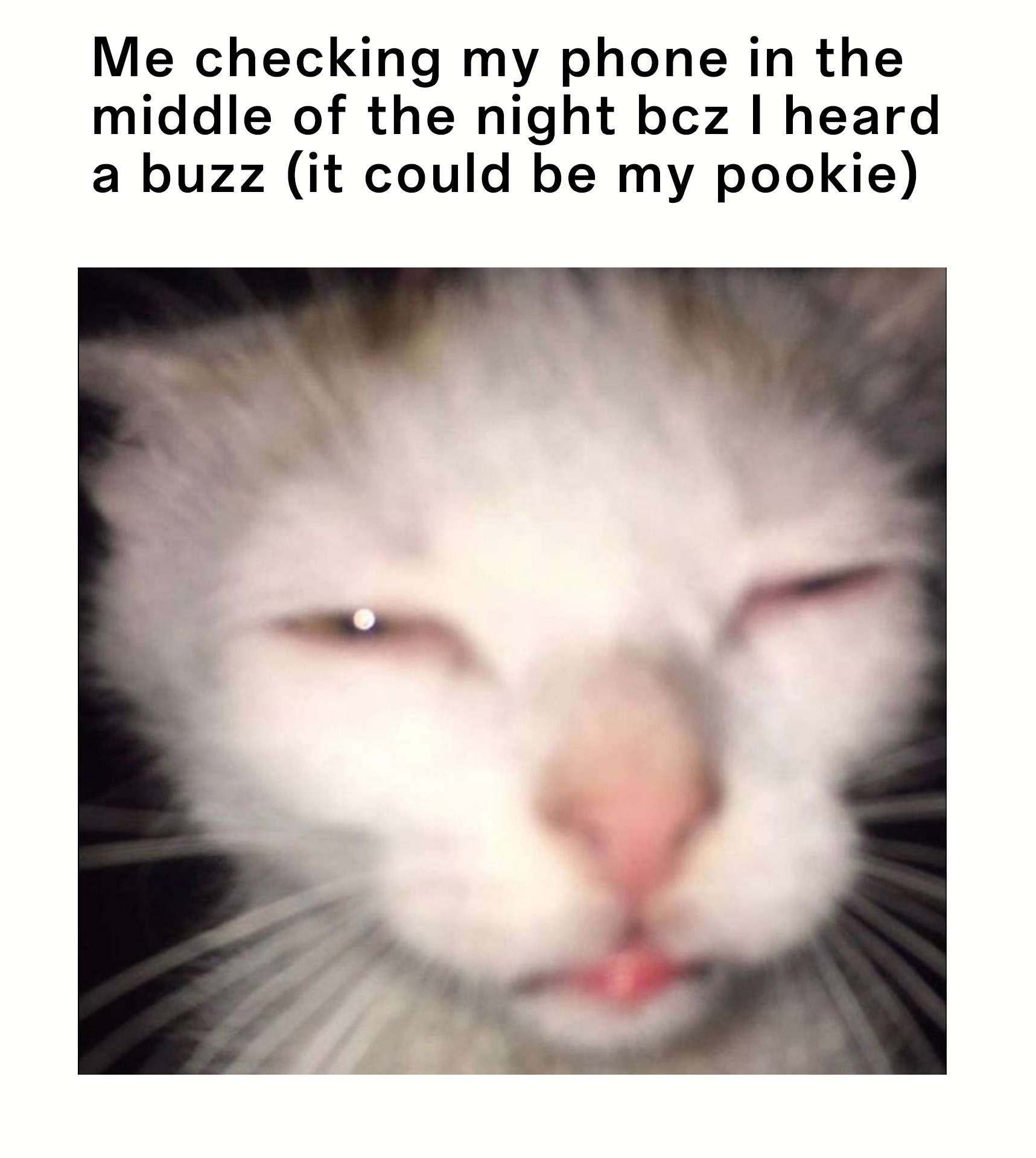 Cat Memes
