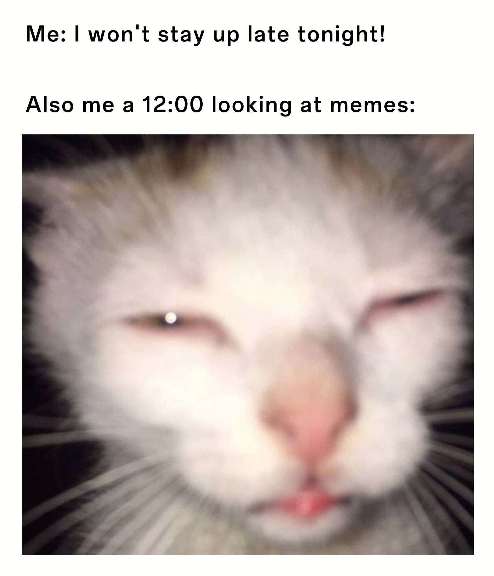 Cat Memes
