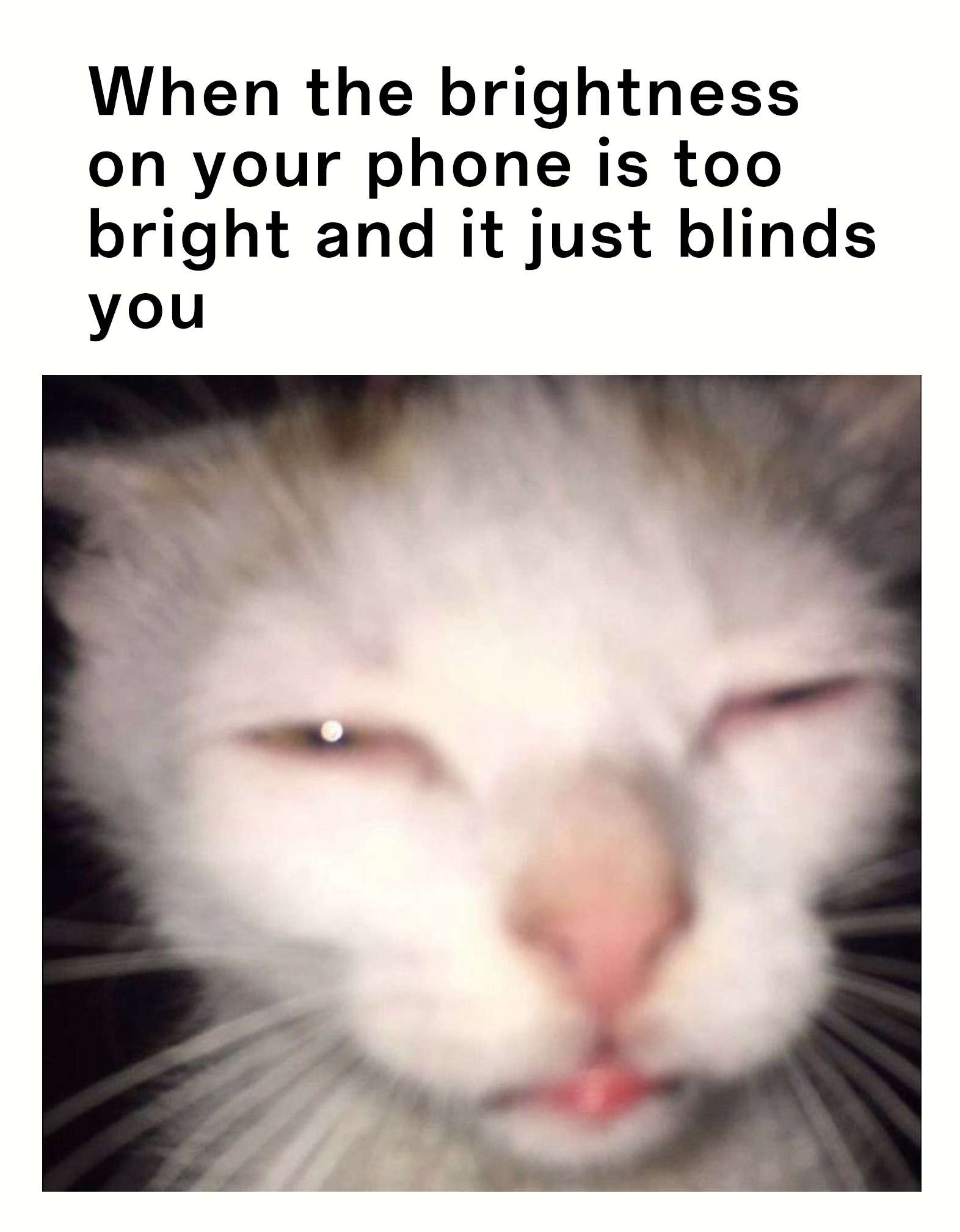Cat Memes
