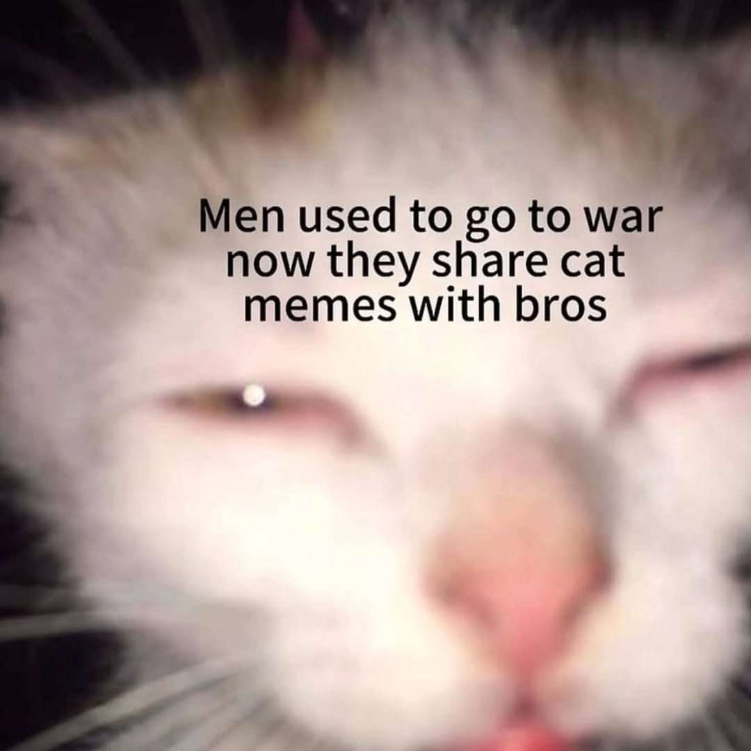Cat Memes