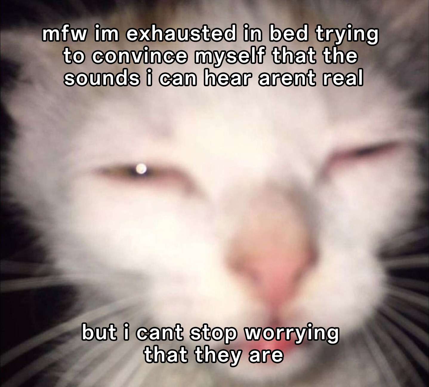 Cat Memes