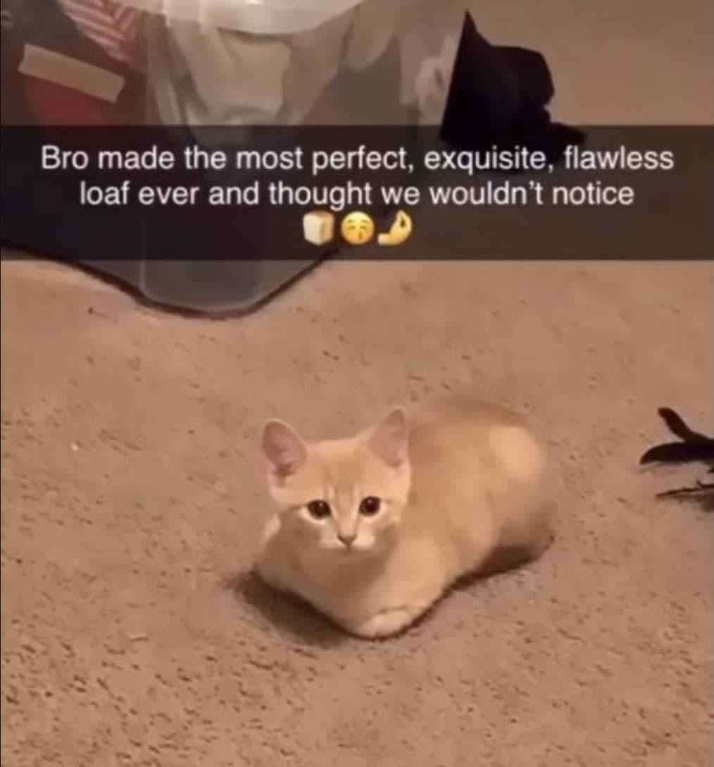 Cat meme sitting in perfect loaf pose staring directly at the camera