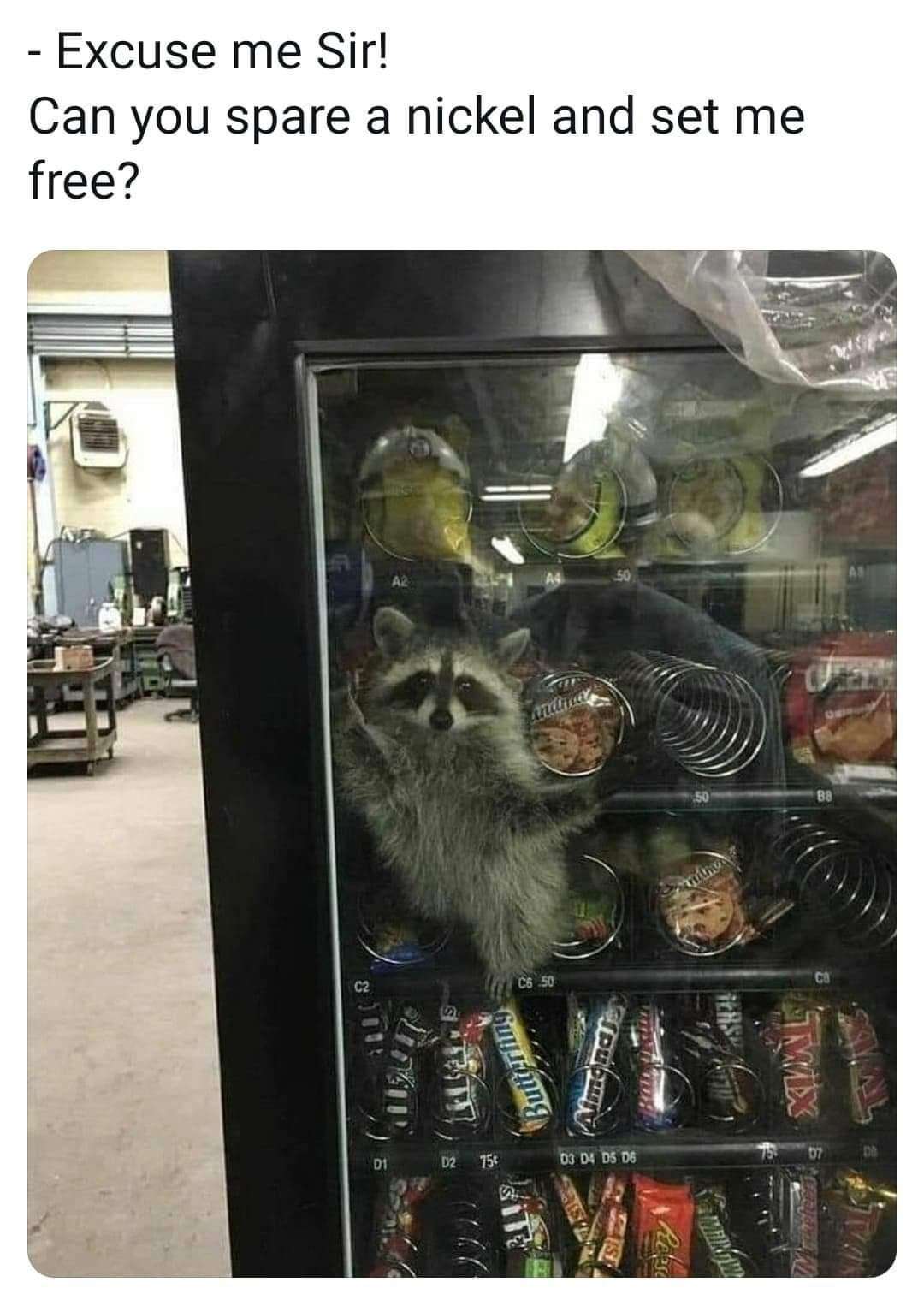 Raccoon trapped in vending machine meme asking for help