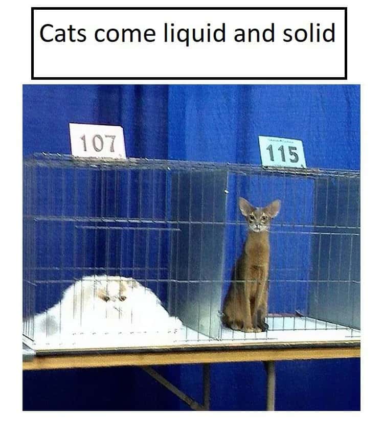 Cat meme cats come liquid and solid as seen at a cat show