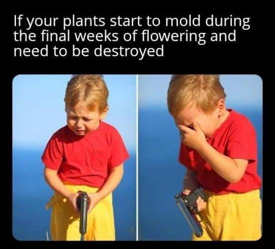 Crying kid with gun meme upset about moldy plants late in flowering