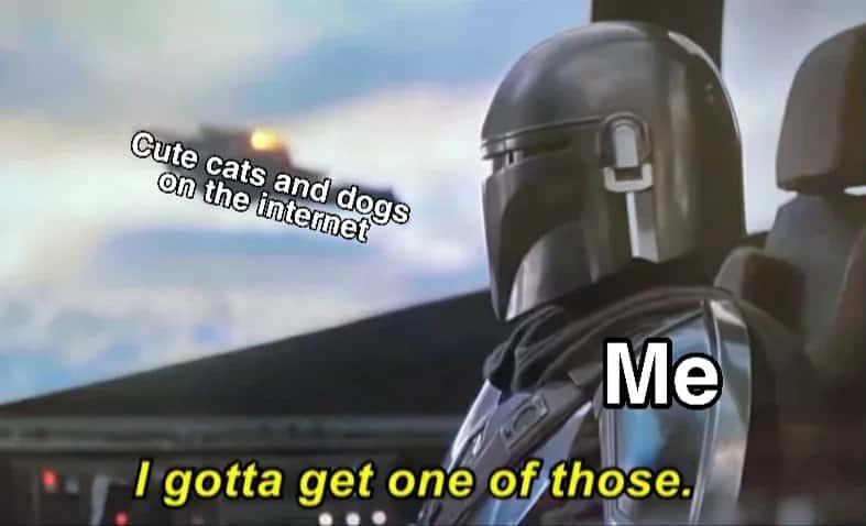 Mandalorian meme wanting to get cute cats and dogs he sees on the internet