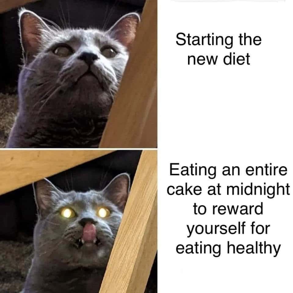 Black cat meme gray cat starts new diet then rewards self with midnight cake