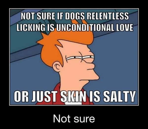Futurama fry suspicious meme dogs licking or salty skin