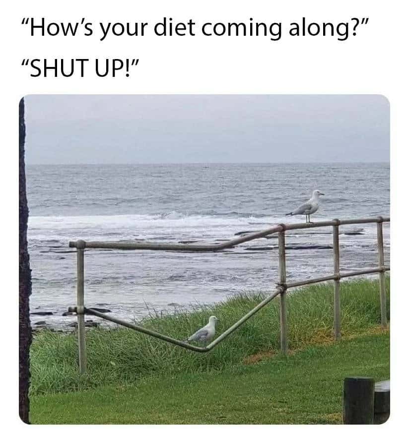 Seagull meme about being asked how your diet is going