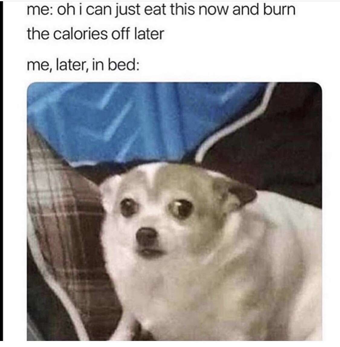 Funny chihuahua meme about regretting eating late-night calories