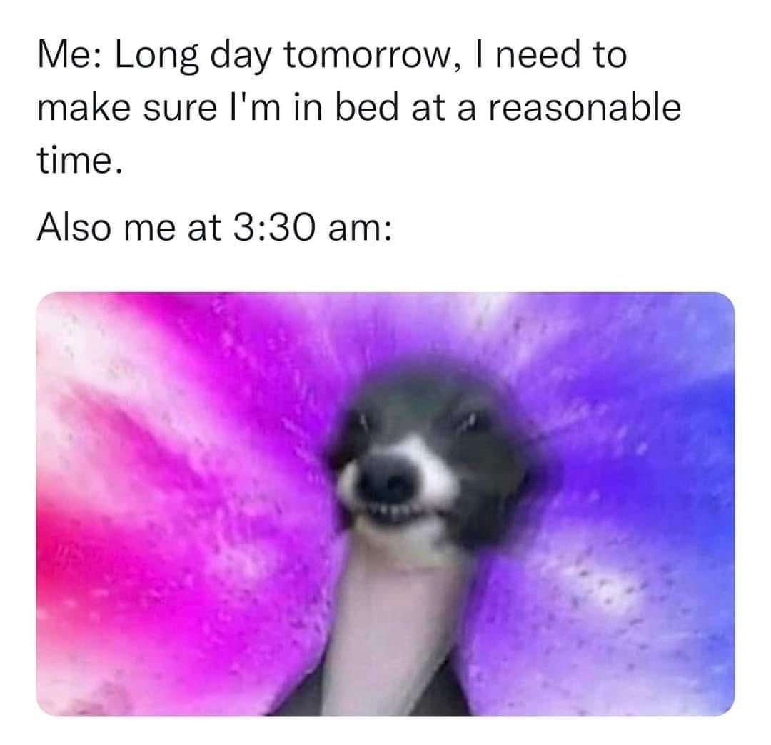 Smiling greyhound meme staying up at 3:30 am despite planning to sleep early