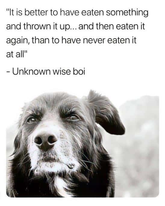 Wise senior dog meme spouting unhinged unapologetic dog life wisdom
