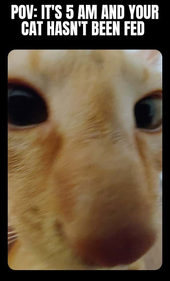 Cat meme blurry orange feline staring intensely waiting to be fed at 5 am