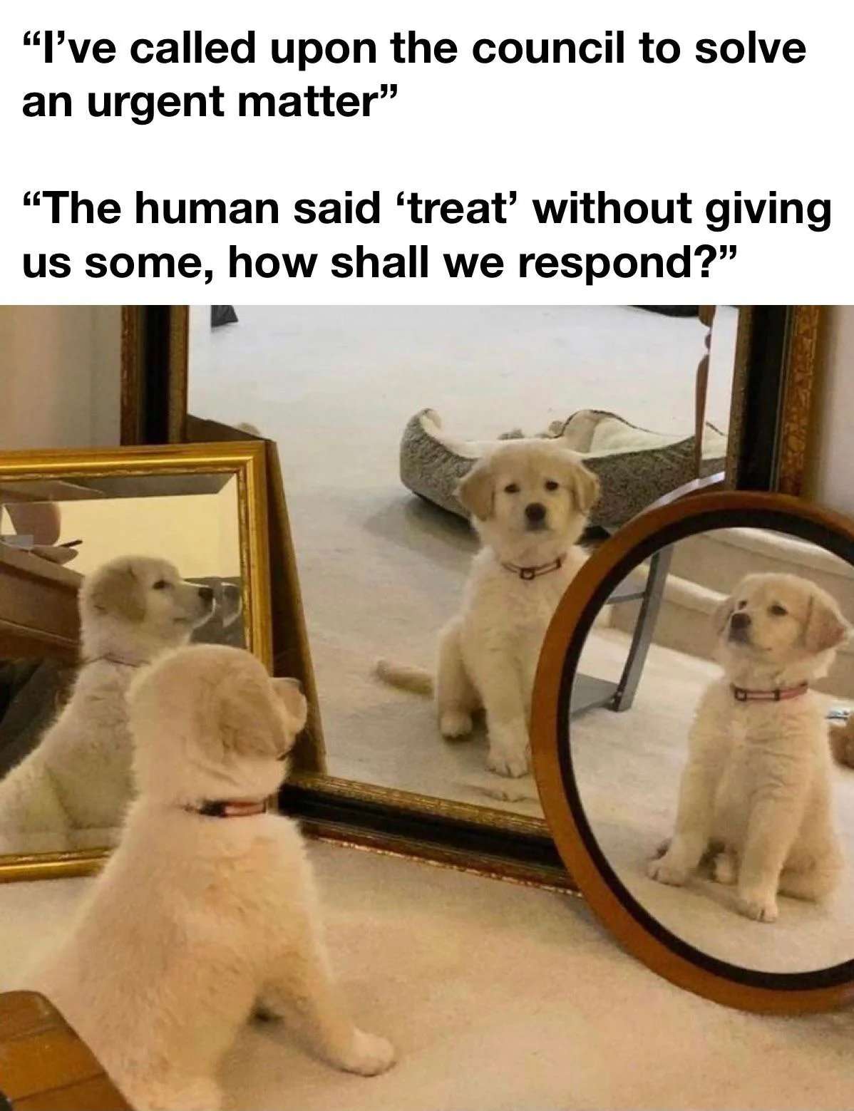 Golden retriever puppy meme holding a mirror council after hearing treat with no snacks given