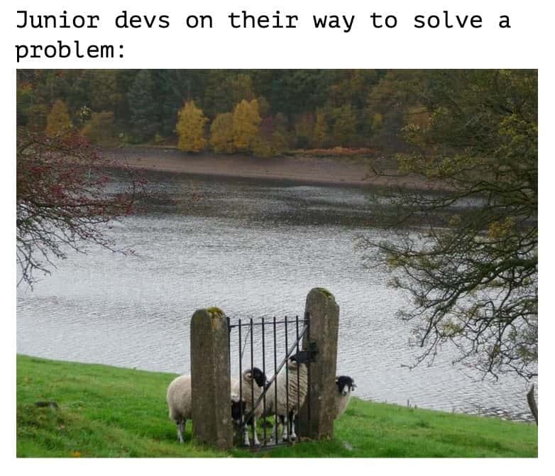 Sheep meme stuck behind gate when junior devs go to solve a problem