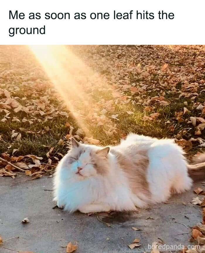 Cat meme napping in golden autumn sun surrounded by fallen leaves