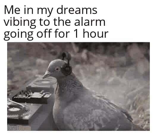 DJ pigeon meme vibing to alarm clock in dreams