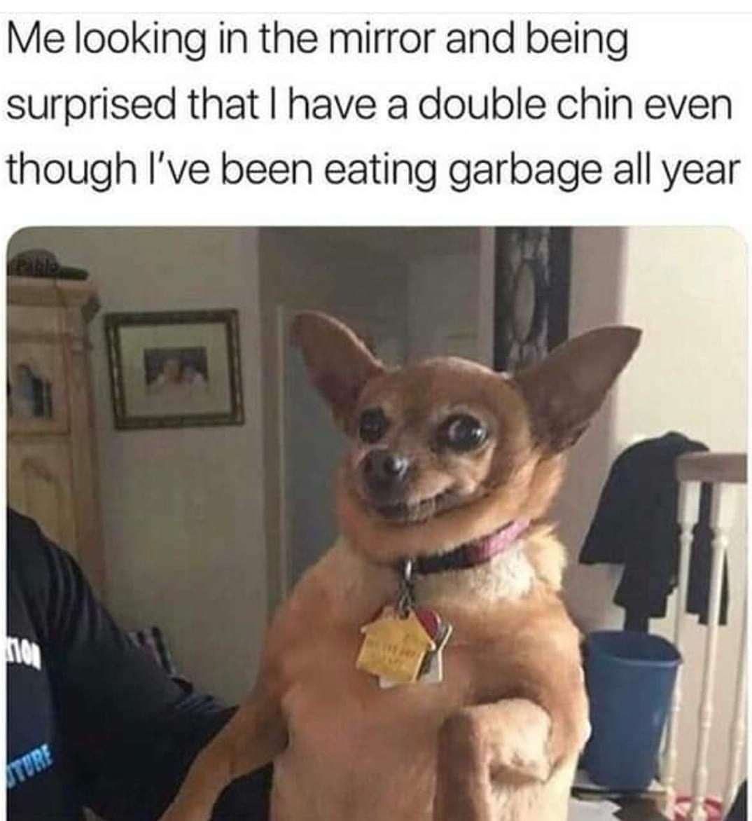 Chihuahua meme surprised by double chin after garbage