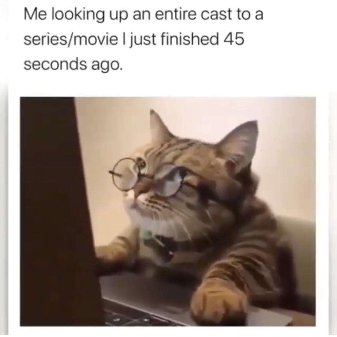 Cat meme with round glasses typing on laptop searching for movie cast