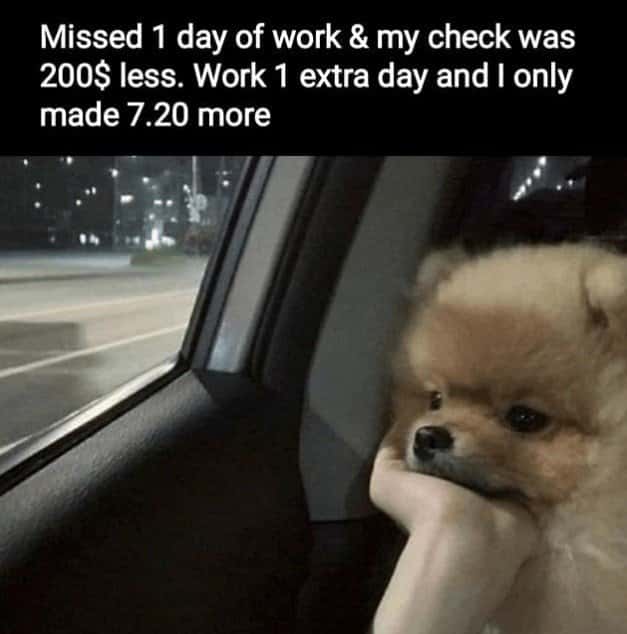 Defeated sad pomeranian dog meme resting chin on paw staring out car window