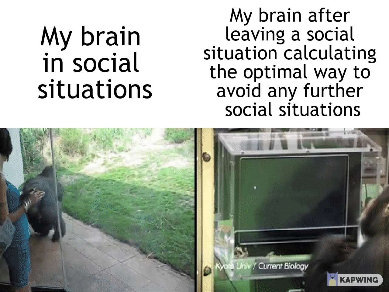 Gorilla meme about social anxiety before and after interactions