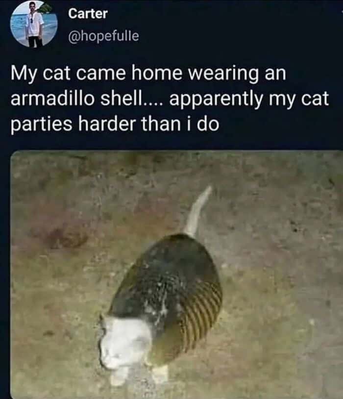 Cat meme comes home wearing armadillo shell partying hard