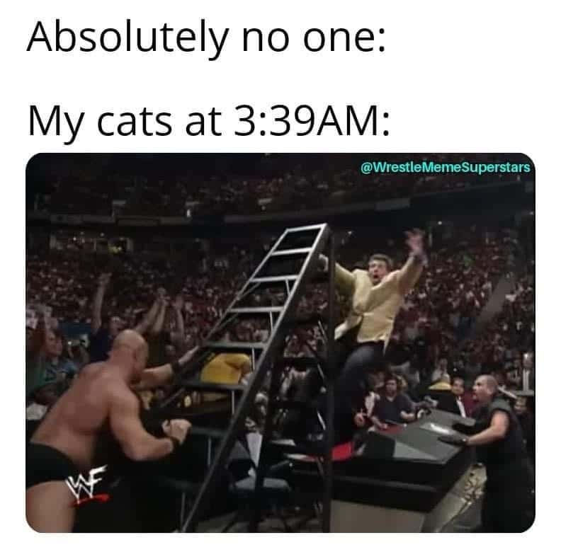 Wrestling meme cats at 3:39AM causing chaos