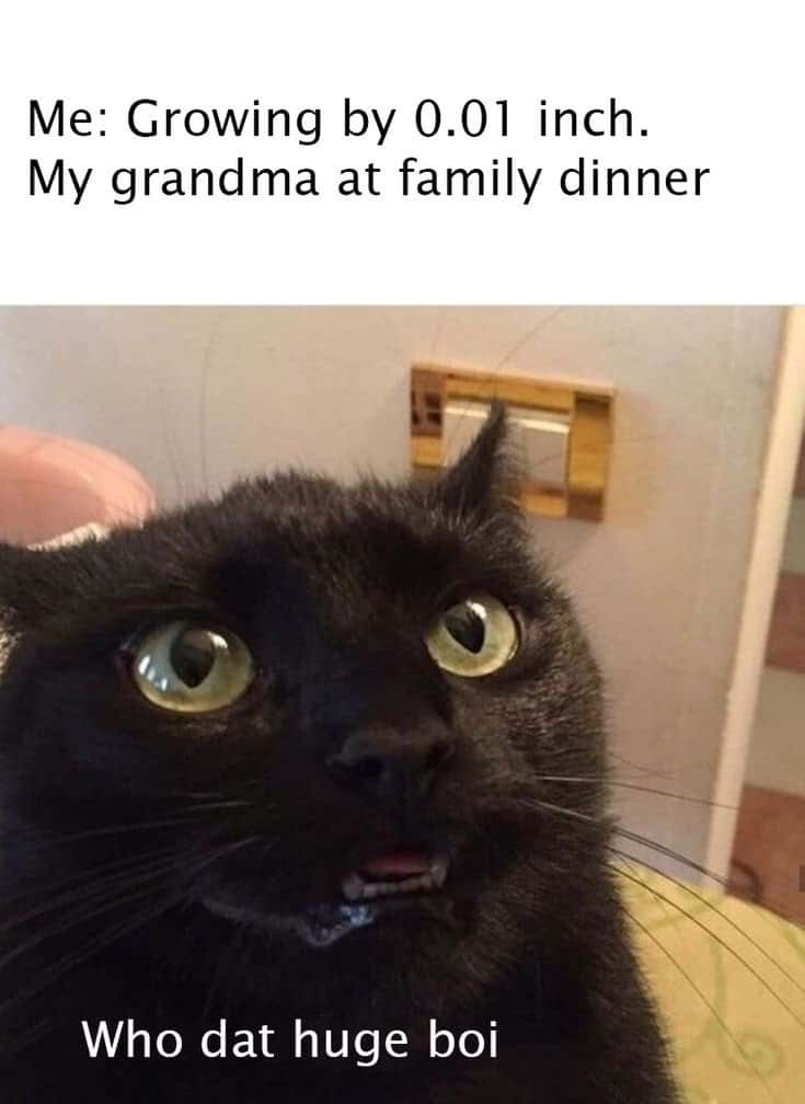 Black cat meme gawking wide eyed at tiny height gain at dinner