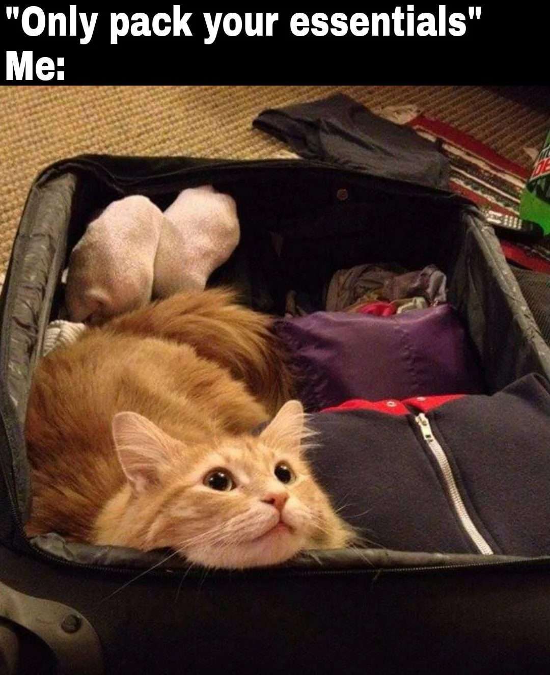 Orange cat meme curled in packed suitcase staring innocently upwards