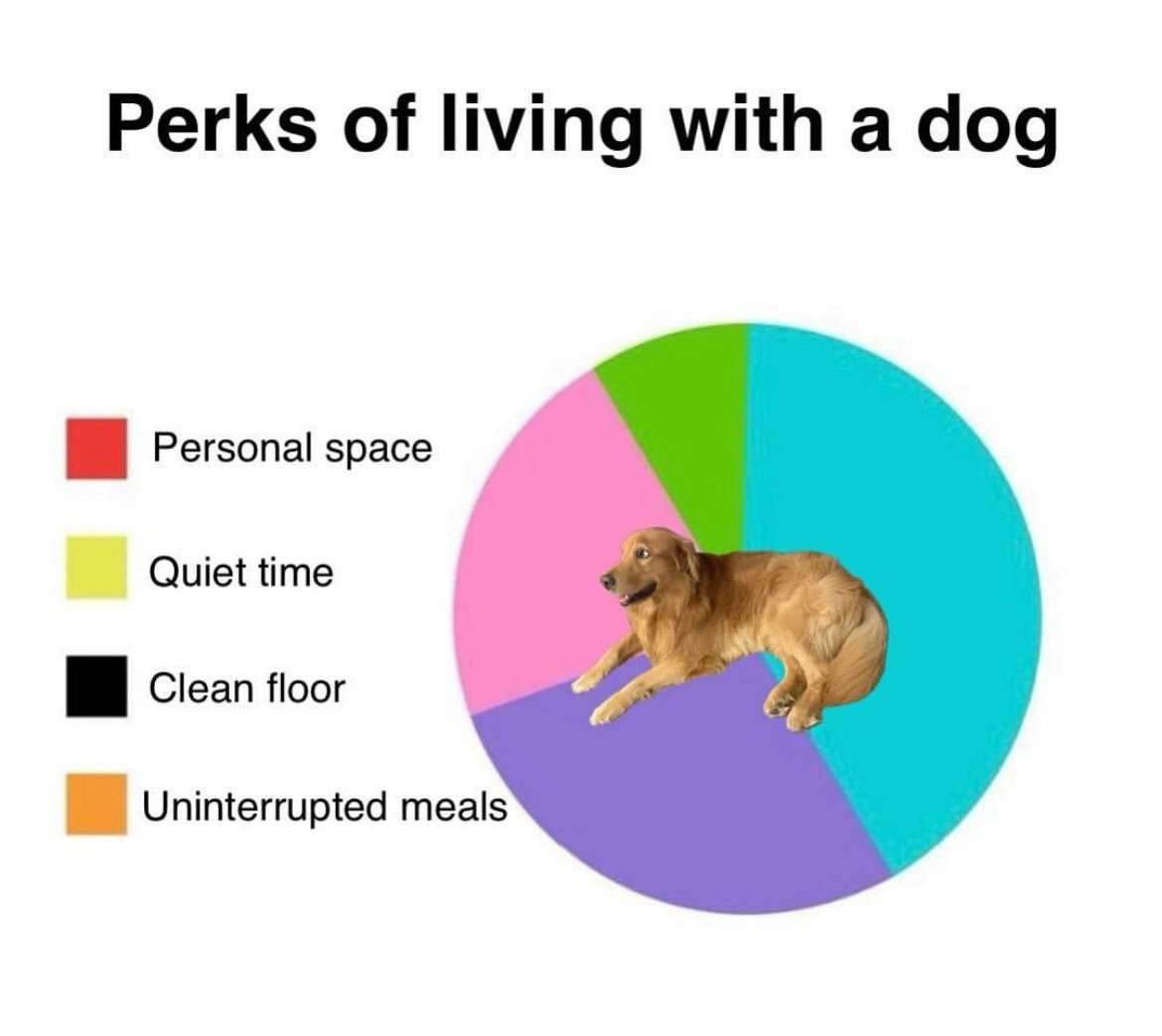 Silly golden retriever pie chart meme about perks of living with a dog