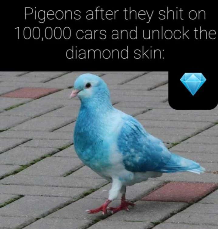 Blue pigeon meme unlock diamond skin after shitting on 100000 cars