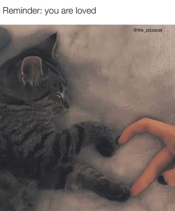 Tabby cat meme touching paws with a human hand in a quiet loving moment