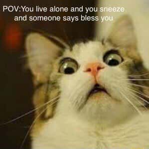 Scared cat meme terrified when you live alone sneeze and someone says bless you