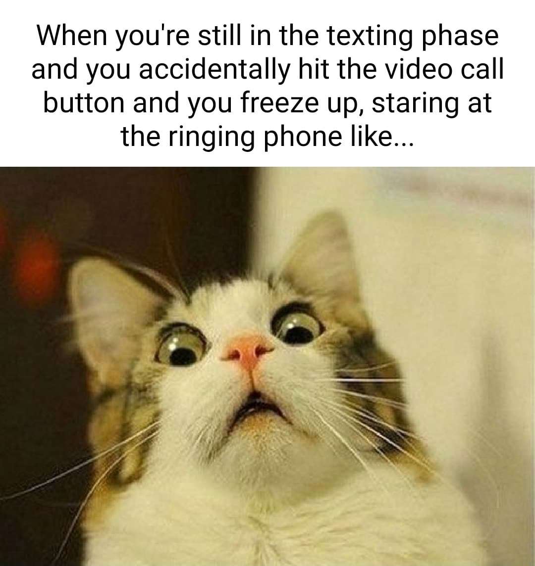 Cat Memes