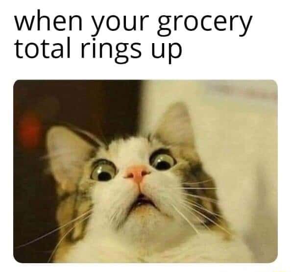 Cat Memes