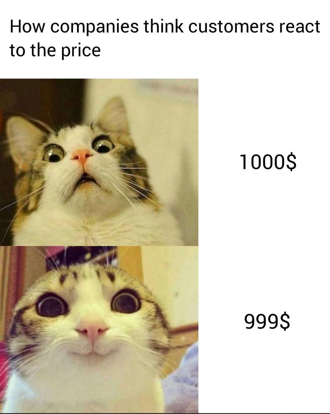 Cat Memes