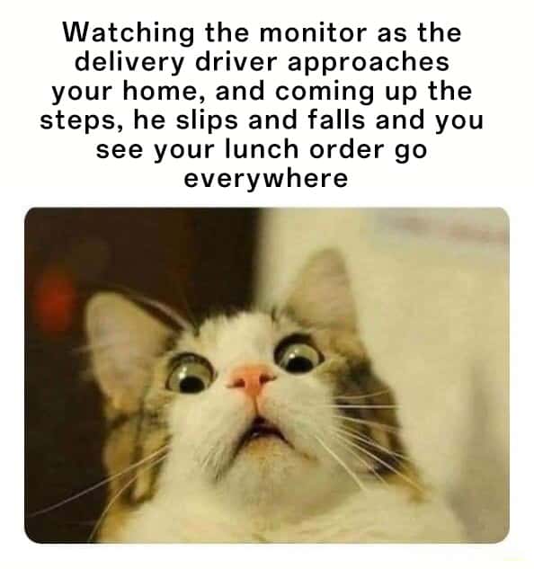 Cat Memes