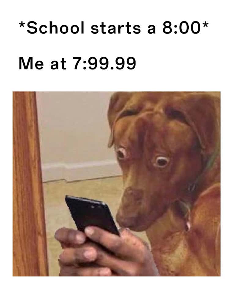Scared dog meme panicking as school starts at 8:00