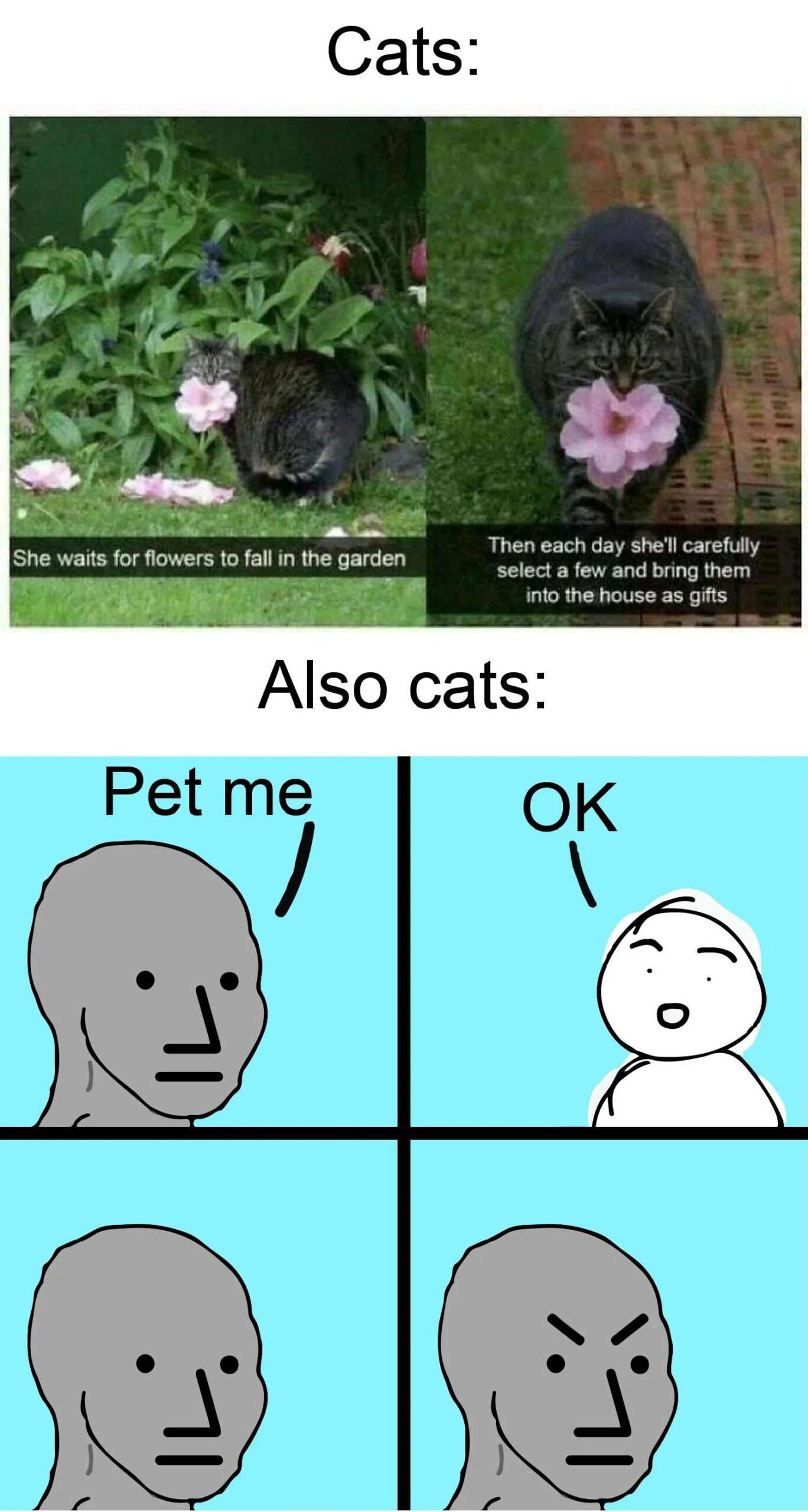 Cat meme brings home flowers as gifts then gets mad when you stop petting it