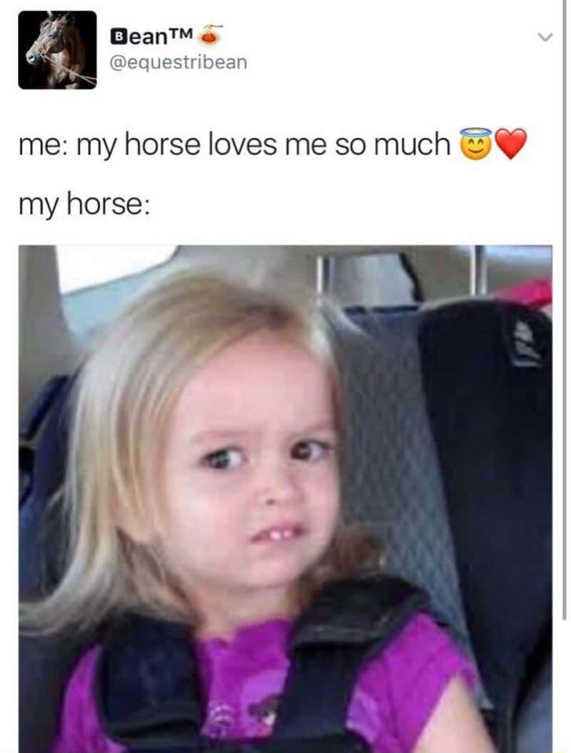 Side eye chloe meme giving unimpressed side eye when owner says their horse loves them