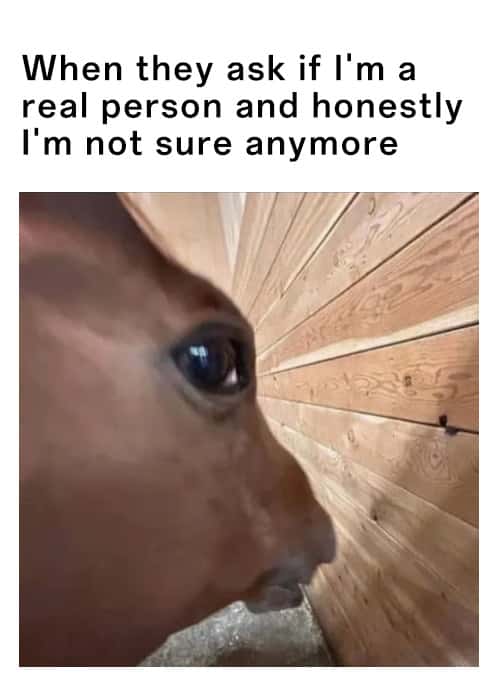 Horse Memes