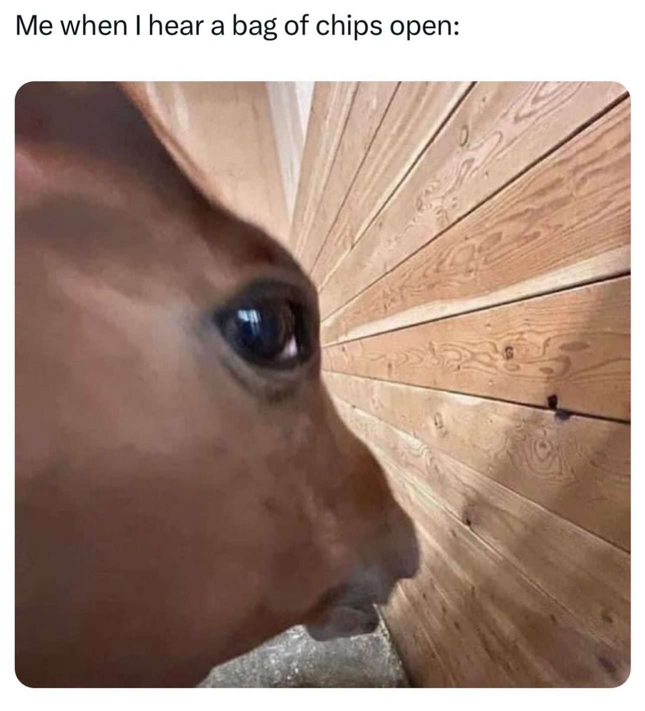 Horse Memes