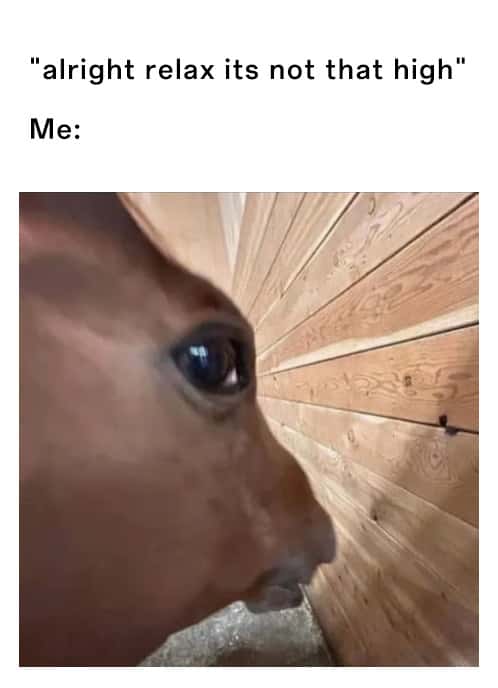 Horse Memes