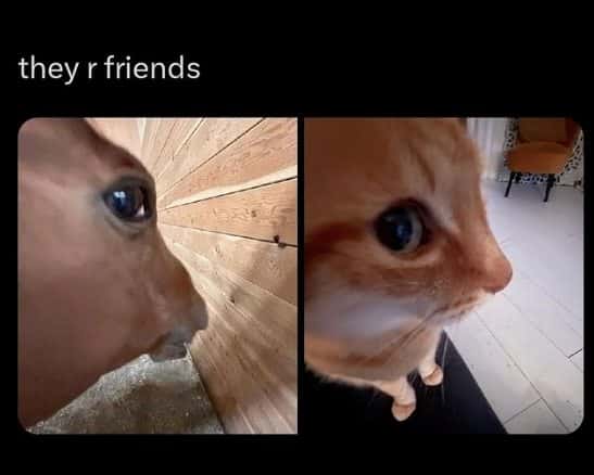 Horse Memes