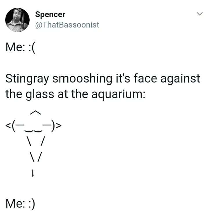 Stingray meme smooshing face on aquarium glass