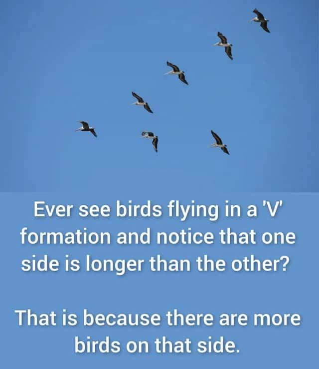 Birds meme V formation longer side has more birds
