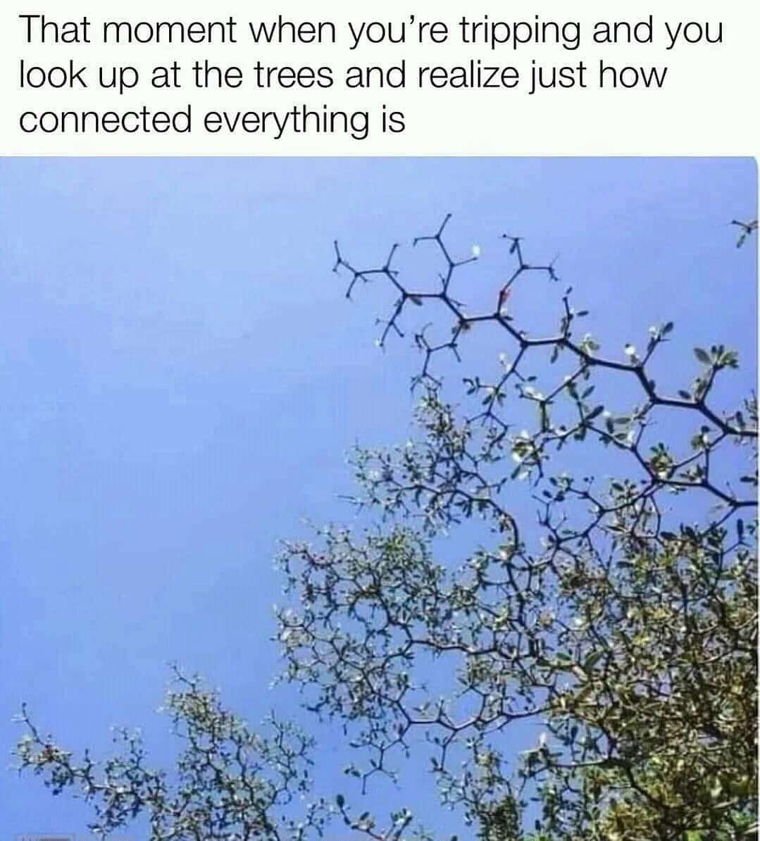 Tripping on trees meme seeing everything connected