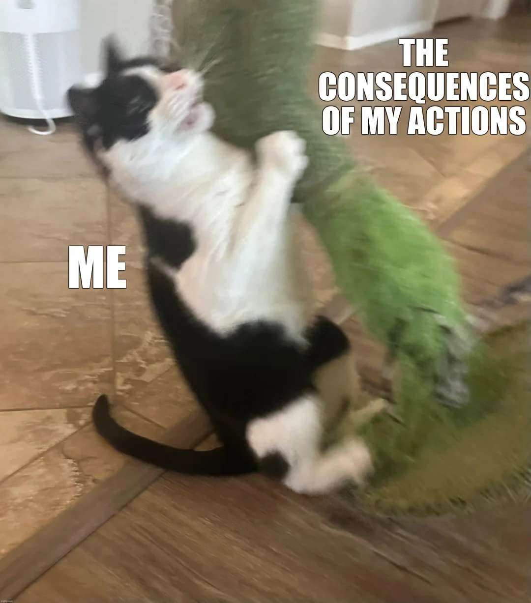Cat being attacked by consequences of my actions meme